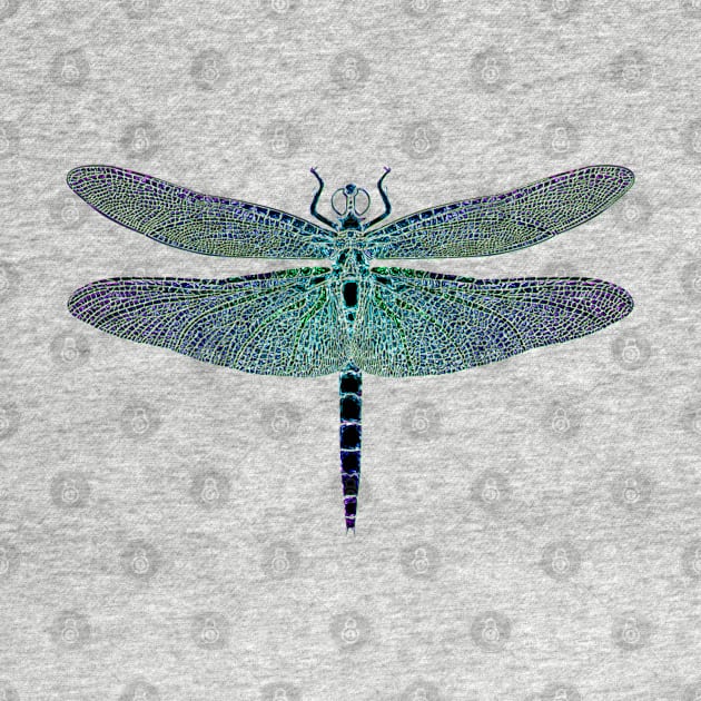 Dragonfly Iridescence by Erno